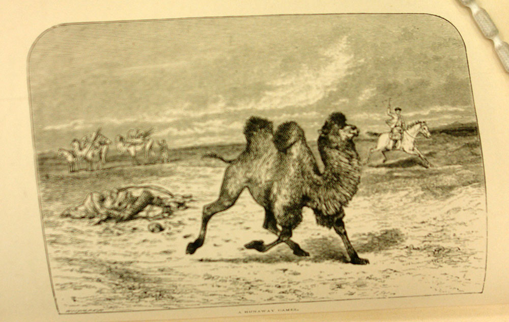 A Runaway Camel